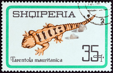 Salamander, Tarentola mauritanica (Albania 1966)