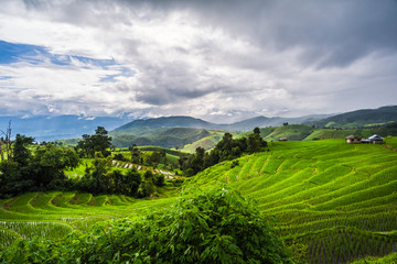 Fototapeta na wymiar Paddy Rice Field Plantation Landscape with Mountain View Background