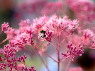 bumble bee on a flower