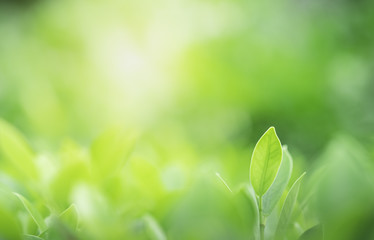 Closeup beautiful view of nature green leaves on blurred greenery tree background with sunlight in public garden park. It is landscape ecology and copy space for wallpaper and backdrop.