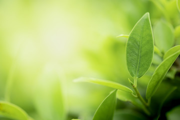 Closeup beautiful view of nature green leaves on blurred greenery tree background with sunlight in public garden park. It is landscape ecology and copy space for wallpaper and backdrop.
