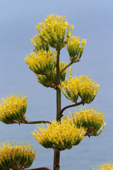 agave_americana