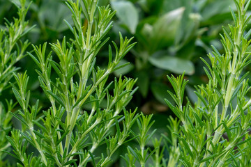 Beautiful flowers in the Garden
