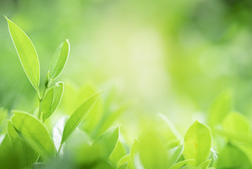 Closeup beautiful view of nature green leaves on blurred greenery tree background with sunlight in public garden park. It is landscape ecology and copy space for wallpaper and backdrop.