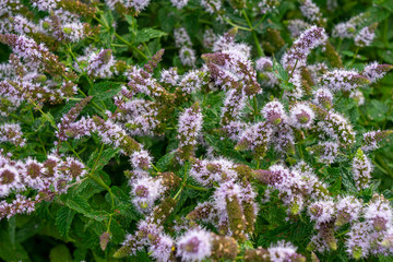 Obraz premium Beautiful flowers in the Garden