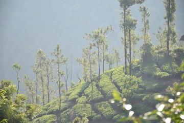 forest in early spring