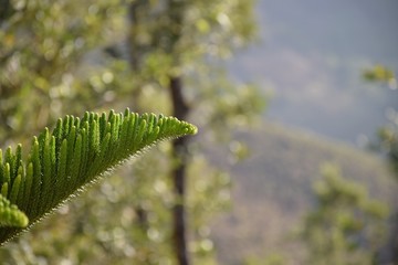 caterpillar on a leaf