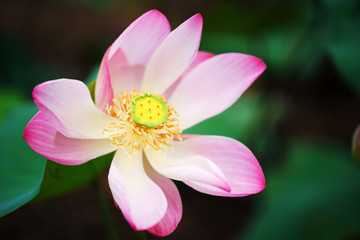beautiful blooming lotus flower in pond