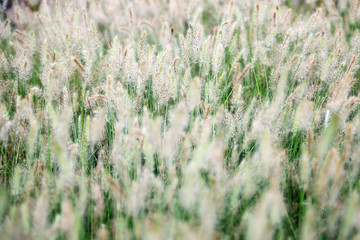 Fototapeta premium close up of reeds grass background