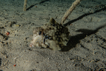 Fish swim in the Red Sea, colorful fish, Eilat Israel