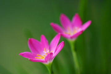 Fototapeta premium close up of beautiful pink rain lily flower