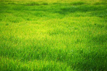 landscape of beautiful fresh grass field background
