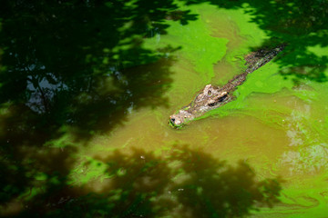 Alligator head above the surface