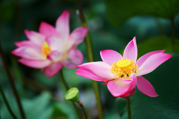 beautiful blooming lotus flower in pond