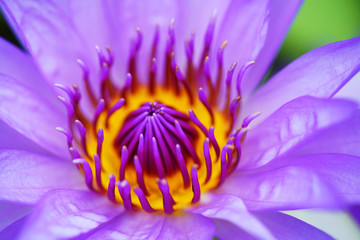 close up of beautiful lotus flower