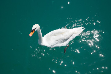 Swan swims in azure water