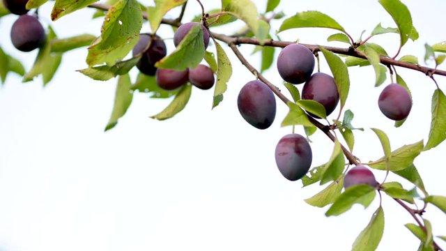 Saftige, frische Pflaumen, Zwetschgen am Ast an einem Pflaumenbaum vor wei&szlig;em Hintergrund mit Platz f&uuml;r Text