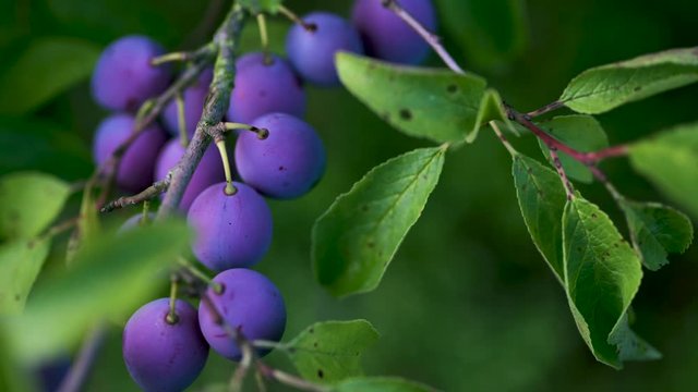 Saftige Pflaumen, Zwetschgen bewegen sich am Ast an einem Pflaumenbaum vor gr&uuml;nem Hintergrund