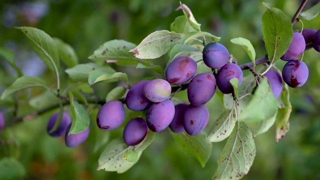 Saftige Pflaumen, Zwetschgen bewegen sich am Ast an einem Pflaumenbaum vor gr&uuml;nem Hintergrund