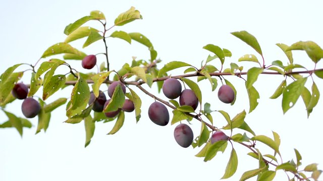Saftige Pflaumen, Zwetschgen am Ast an einem Pflaumenbaum vor wei&szlig;em Hintergrund