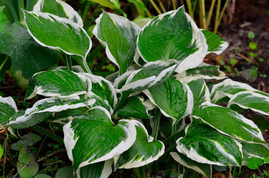 Close up of the leaves of the Hosta 'Patriot' in a garden border