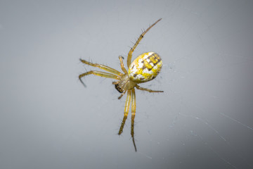 Épeire bouteille (mangora acalypha) sur sa toile