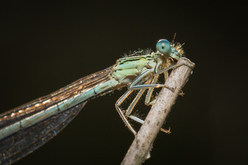 Demoiselle prenant le soleil au bout d'une branche