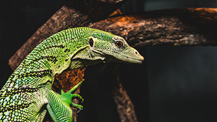 Emerald Tree Monitor