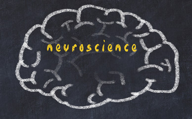 Drawind of human brain on chalkboard with inscription neuroscience - obrazy, fototapety, plakaty