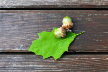 Acorns on a wooden bench in the center of the photo. Autumn nature wallpaper or screensaver. Wooden...