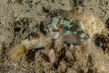 Fish swim in the Red Sea, colorful fish, Eilat Israel