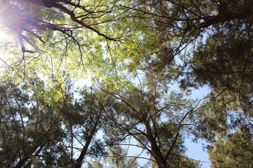 Árbol e el cielo