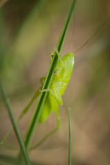 Jeune sauterelle sur un brin d'herbe