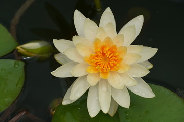 white water lily in pond
