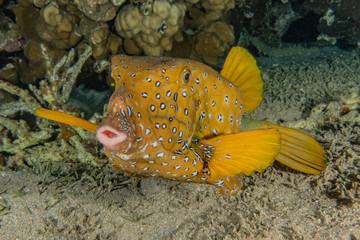 Fish swim in the Red Sea, colorful fish, Eilat Israel