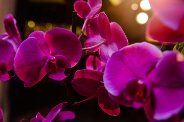 Fototapeta na wymiar pink orchids, natural flowers