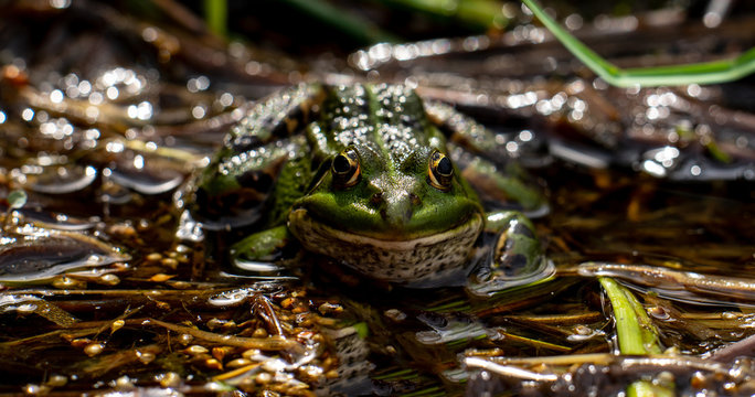 A Frog Is Sitting In A Swamp. Close Up Of Big, Yellow, Frog's Eyes. Green Frog