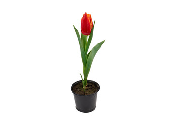 Tulip in a pot isolated on white background.
