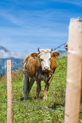 Beautiful swiss cows. Alpine meadows. Mountains.