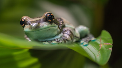Amazon milk frog at Nordens Ark, Sweden