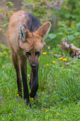 Maned wolf at Nordens Ark, Sweden