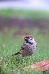 sparrow