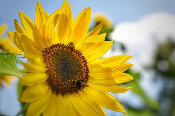 Bee on a sunflower