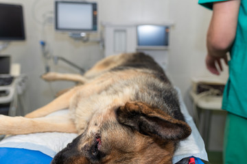 sick dog in a veterinary clinic waiting for surgery
