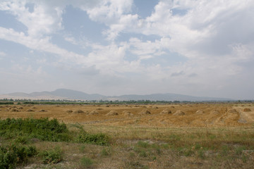 Fototapeta na wymiar bales of hay in a field