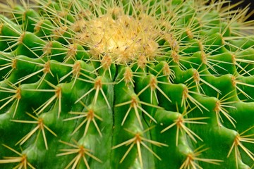 Close up of Golden barrel cactus (Golden ball).