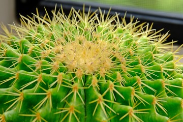 Close up of Golden barrel cactus (Golden ball).