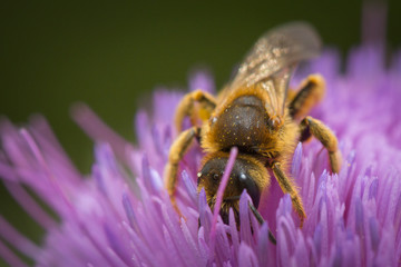 Abeille butinant une fleur de chardon