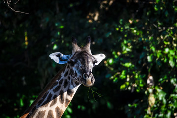 Seitenansichten einer Giraffe