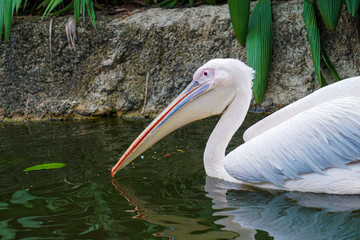 white pelican